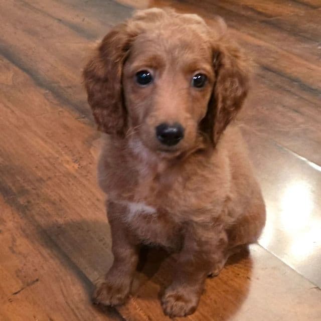 Marv - Goldendoodle Male