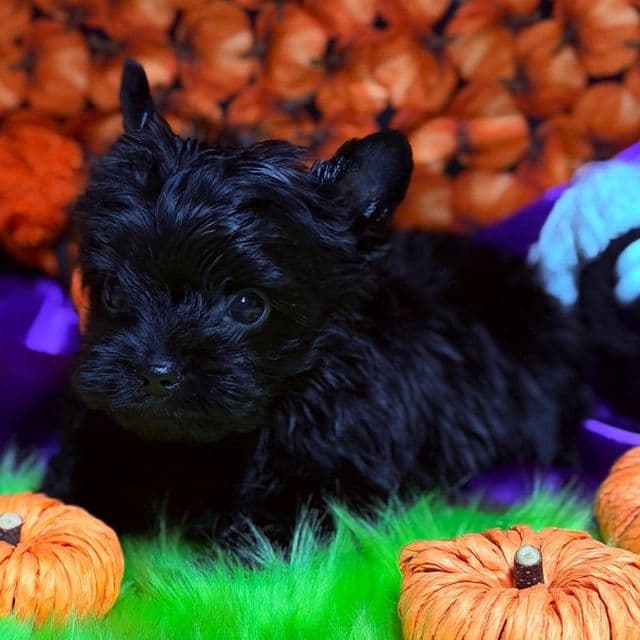 Jelly  - Yorkshire Terrier Male