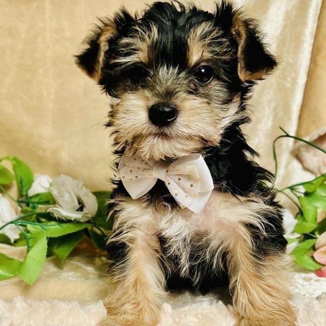 Theo - Morkie Male