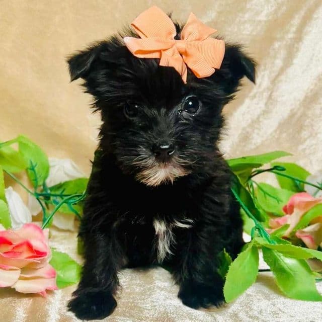 Layla - Morkie Female