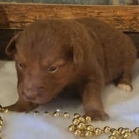 Utah  - Australian Shepherd Female