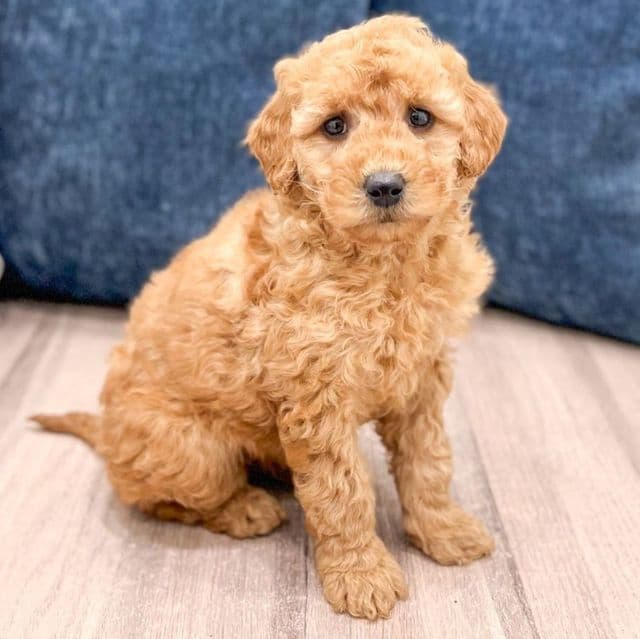 Angel - Goldendoodle Female