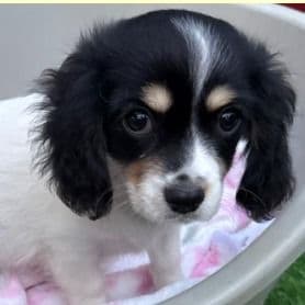 Robbie - Chiweenie Female