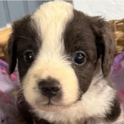 Logan - Aussiedoodle Male