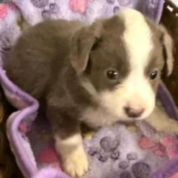 Landon - Aussiedoodle Male