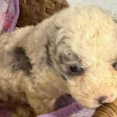 Lester - Aussiedoodle Male