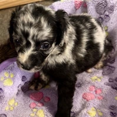 Leo - Aussiedoodle Male