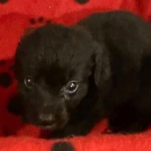 Libby - Aussiedoodle Female