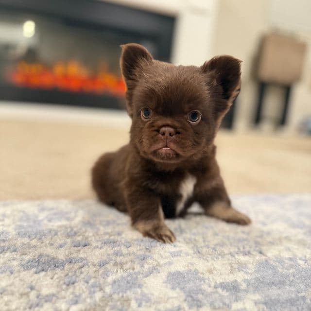 Charlie "Brown" - French Bulldog Male