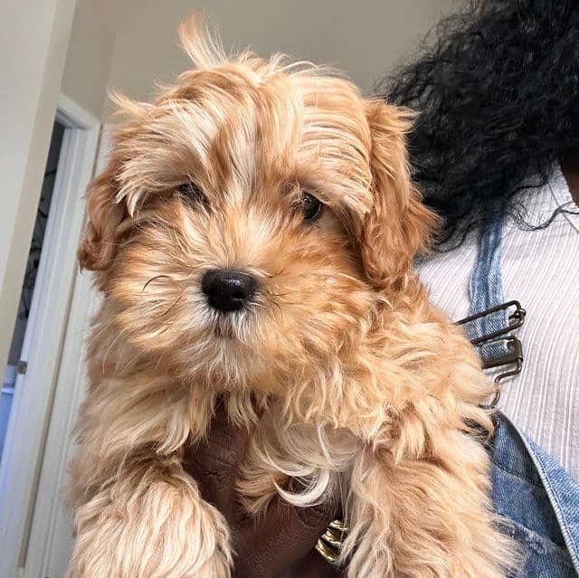 Fairy  - Goldendoodle Female