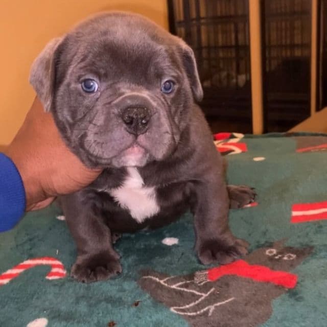 Bear - American Bully Male