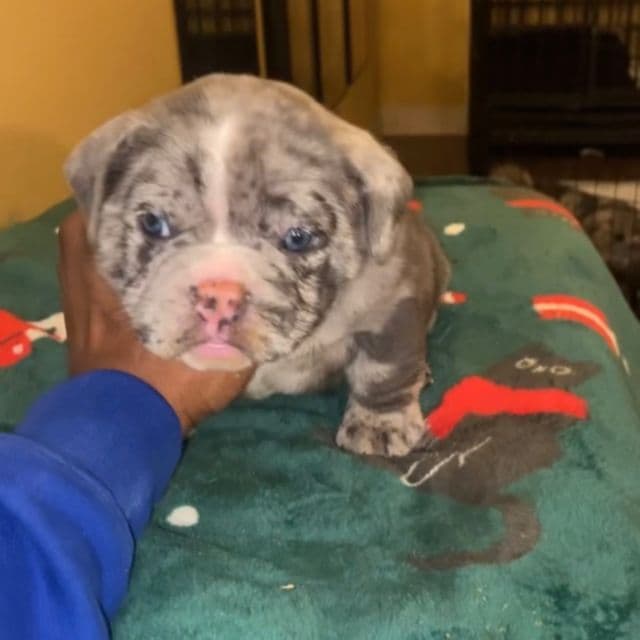 Saint  - American Bully Male