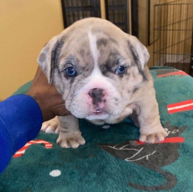 Bailey  - American Bully Female