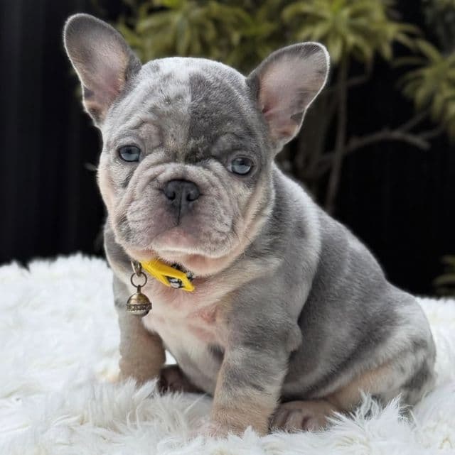 ANNIE - French Bulldog Female