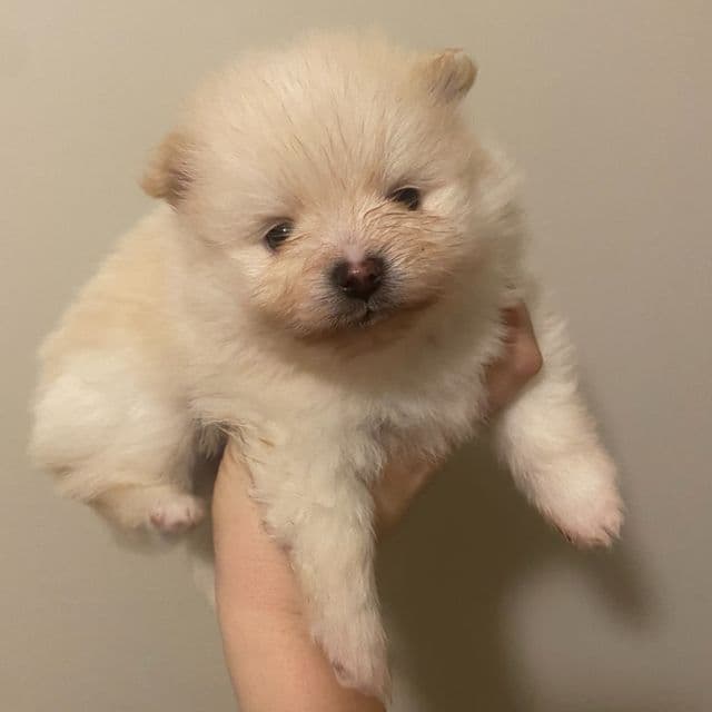 Winter - Pomeranian Male