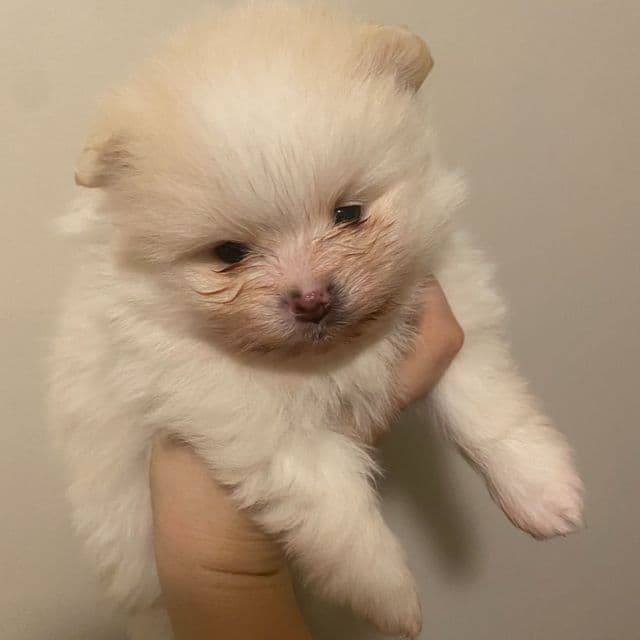 Windsor - Pomeranian Male