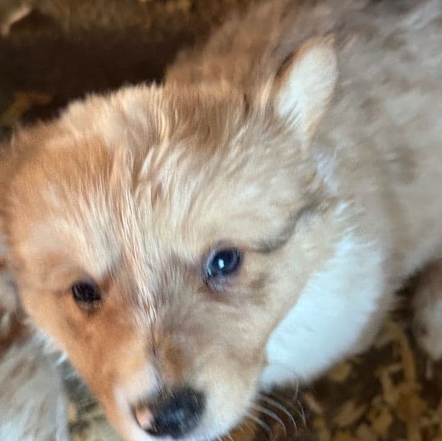 Sherman - Pembroke Welsh Corgi Male