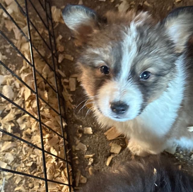 Steven - Pembroke Welsh Corgi Male