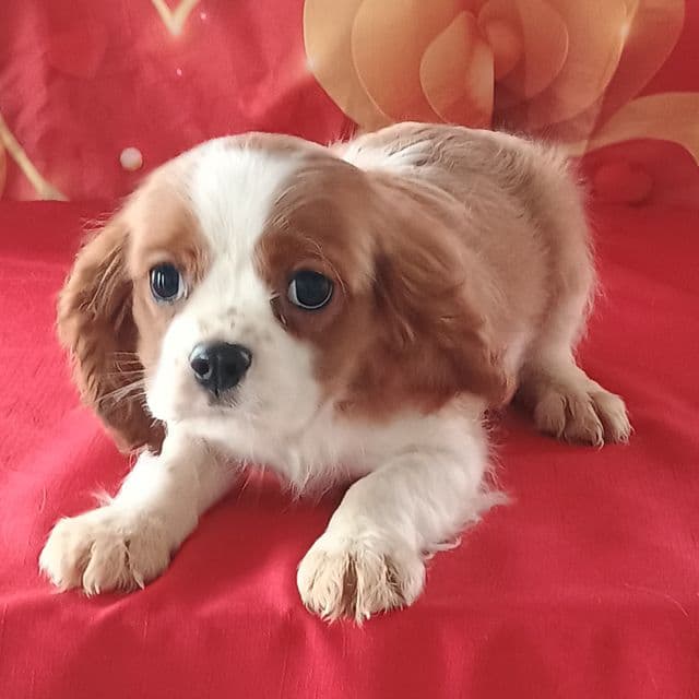 Linus - Cavalier King Charles Spaniel Male