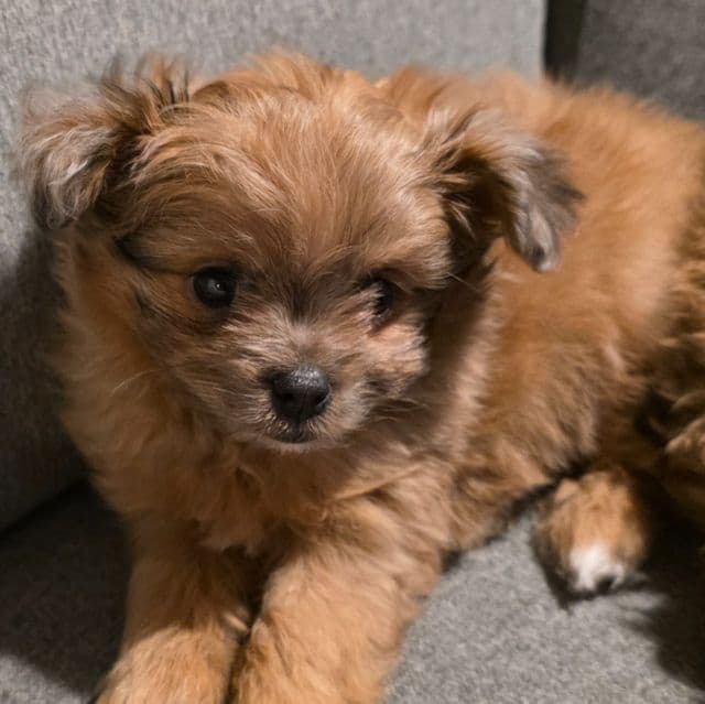 Tommy - Pomapoo Male