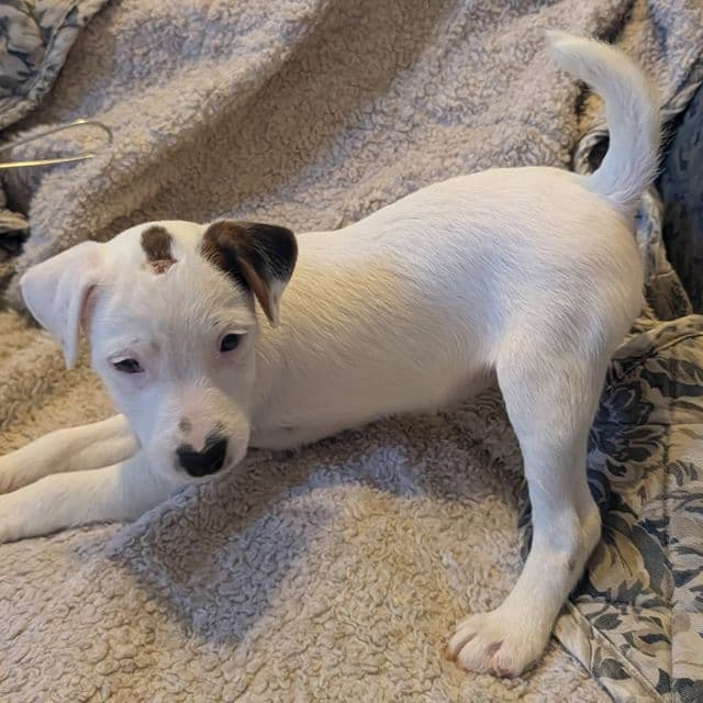 Panky - Jack Russell Terrier Male