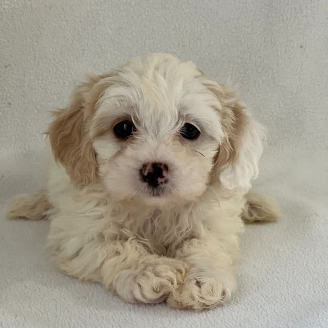 Pearl - Shih-Poo Female