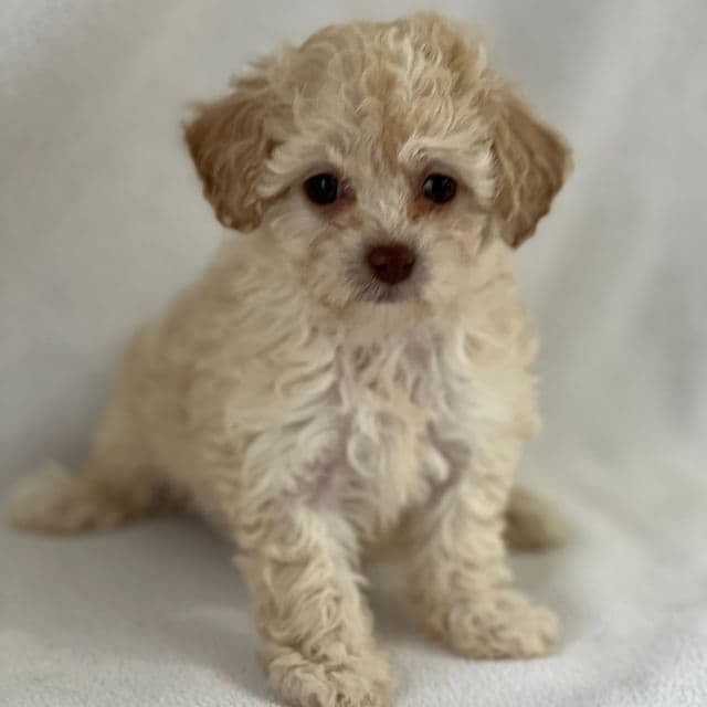 Peanut - Shih-Poo Female