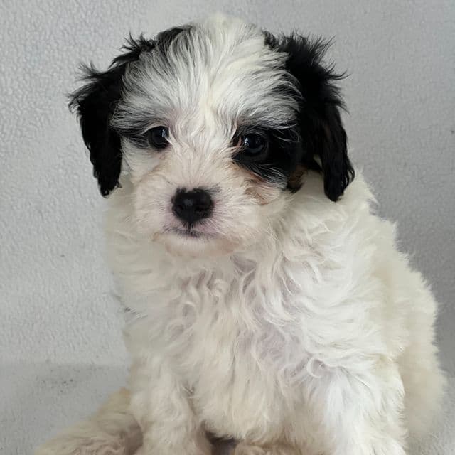 Patricia - Shih-Poo Female