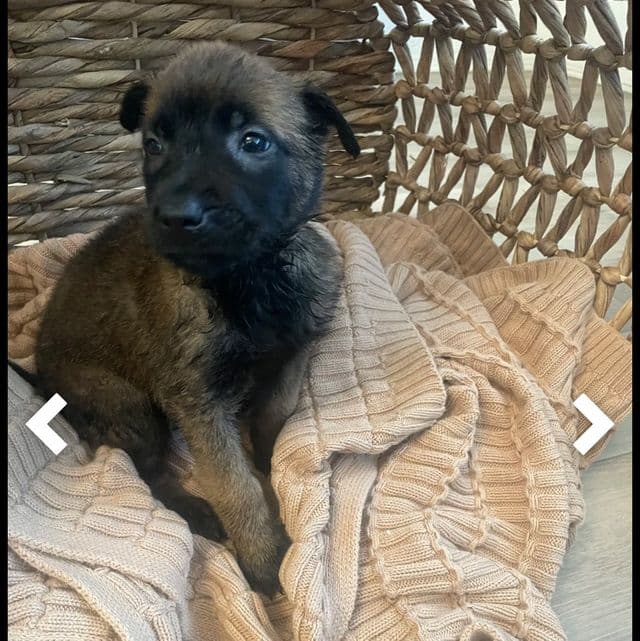 Purple - Belgian Malinois Female