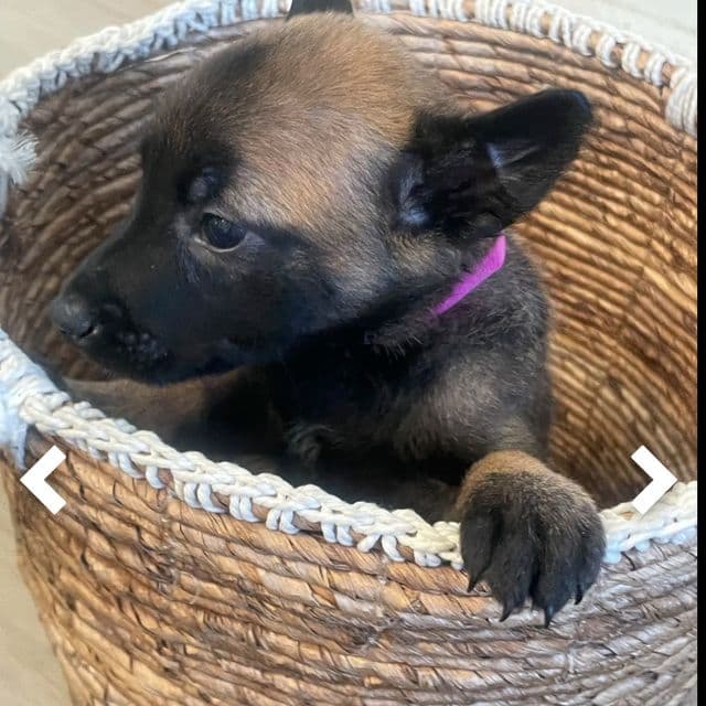 Shilo - Belgian Malinois Female