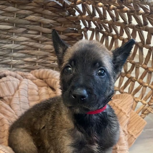 Kira - Belgian Malinois Female