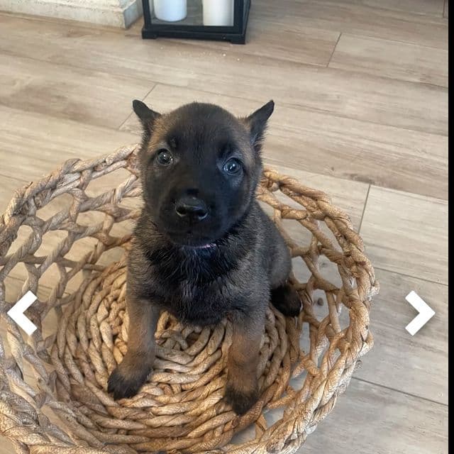 Chloe - Belgian Malinois Female