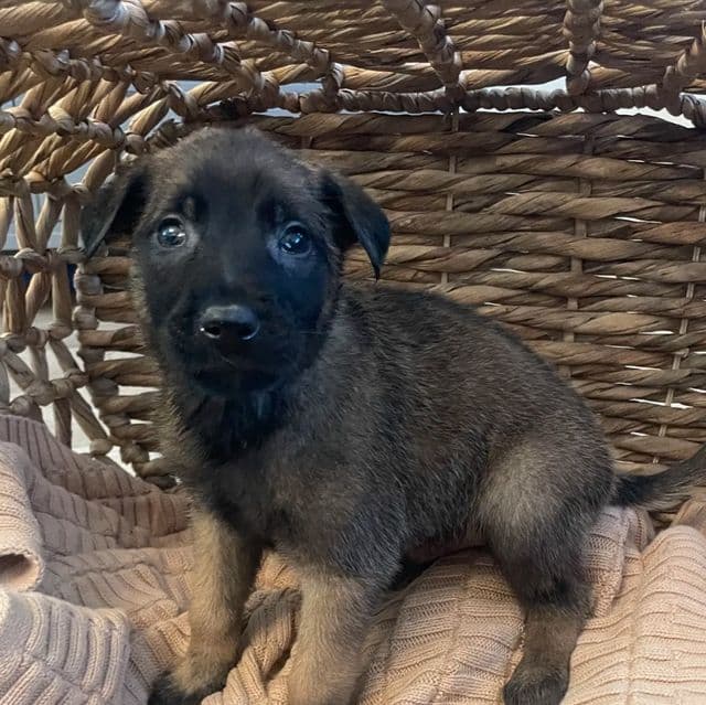 Ringo - Belgian Malinois Male