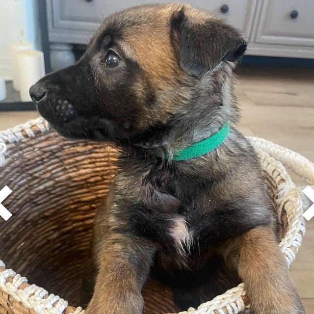 Rocky - Belgian Malinois Male