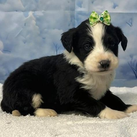 Bianca - Bernedoodle Female