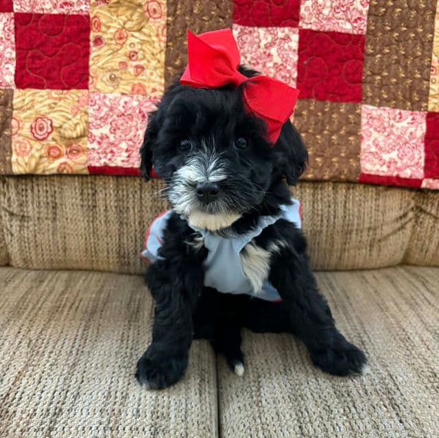 Anna- mini - Sheepadoodle Female