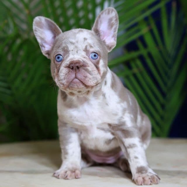Milena - French Bulldog Female