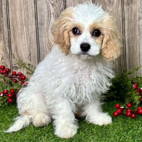Chloe - Cavapoo Female