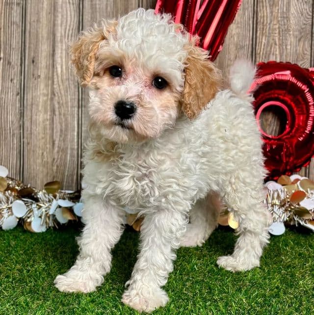 Gracie - Toy Poodle Female