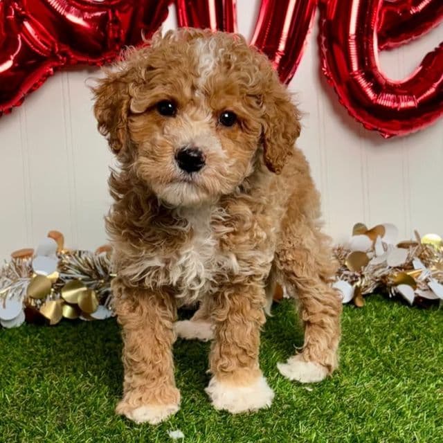 Gage - Toy Poodle Male