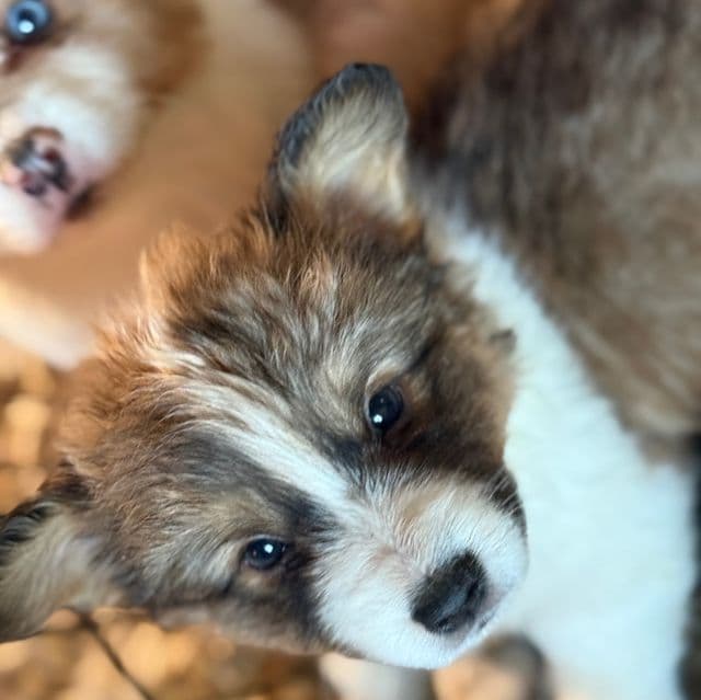 Steven - Pembroke Welsh Corgi Male