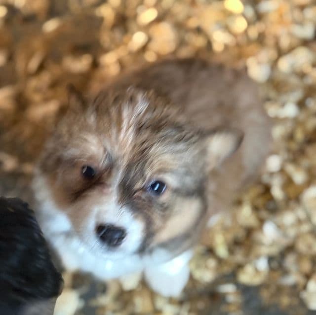 Sochi - Pembroke Welsh Corgi Female