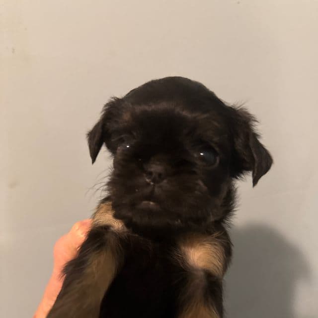 Caroline - Brussels Griffon Female