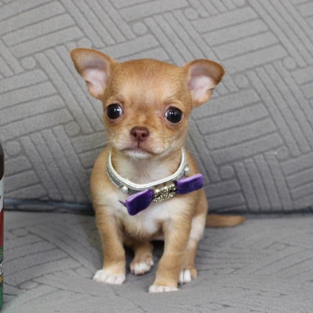 Stella - Chihuahua Female