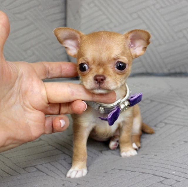 Sophia - Chihuahua Female