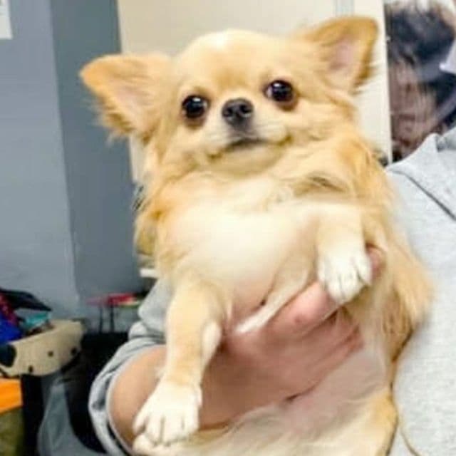 Fiona - Chihuahua Female