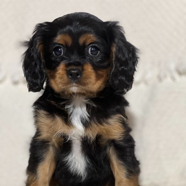 Vince - Cavalier King Charles Spaniel Male