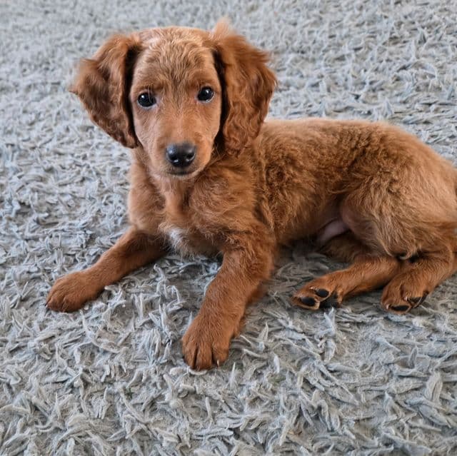 Marv - Goldendoodle Male