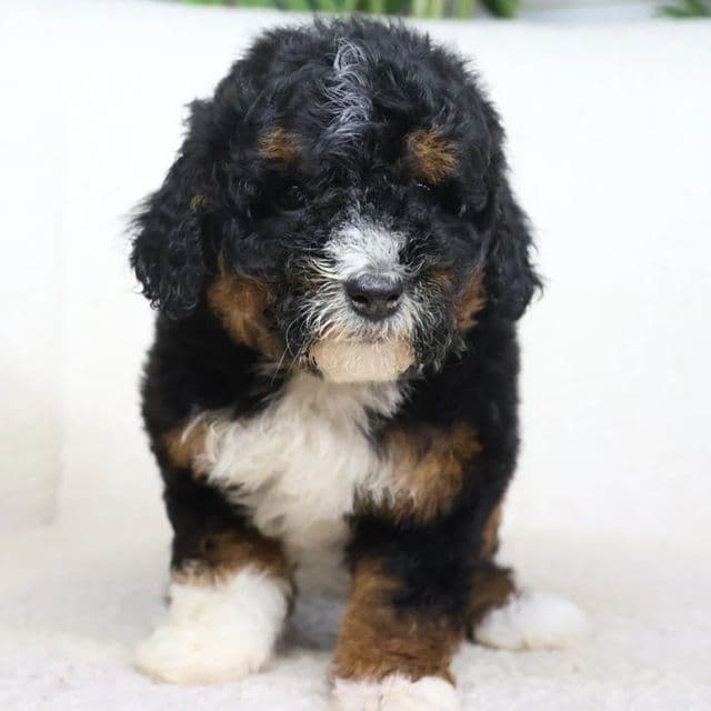 Maddie - Bernedoodle Female