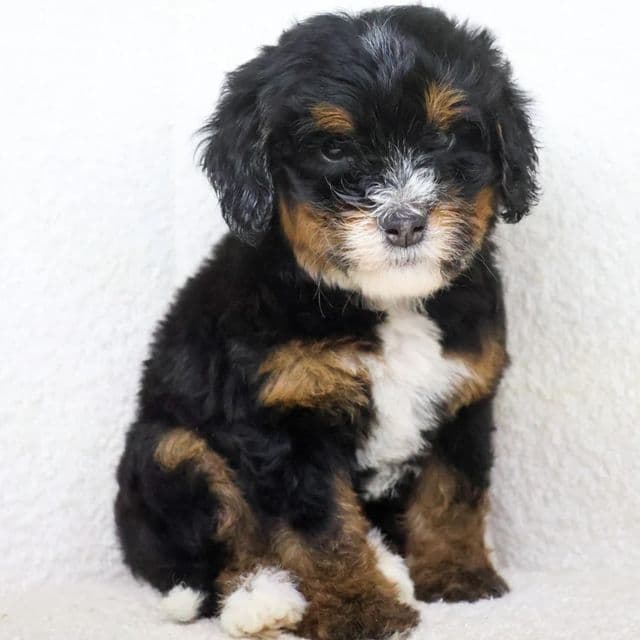 Nina - Bernedoodle Female